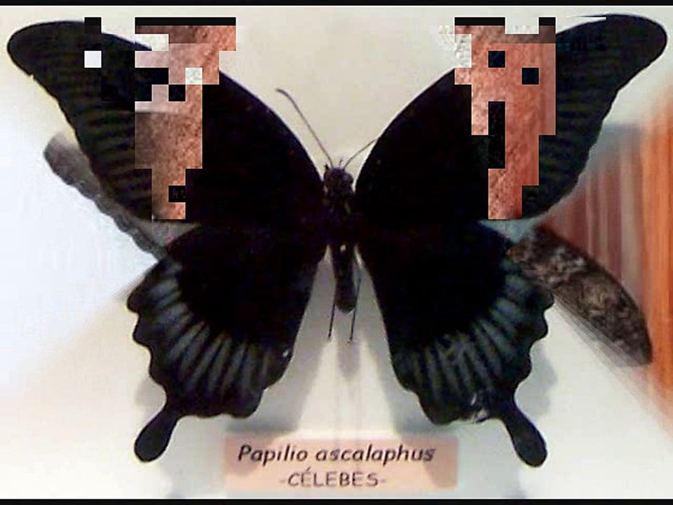MARIPOSA NEGRA - POEMA DE VERANO BRISAS