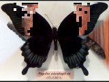 MARIPOSA NEGRA - POEMA DE VERANO BRISAS
