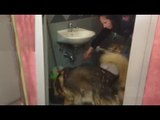 Genzano (RM) - Cane poliziotto trova droga nel bagno di un bar (07.04.16)
