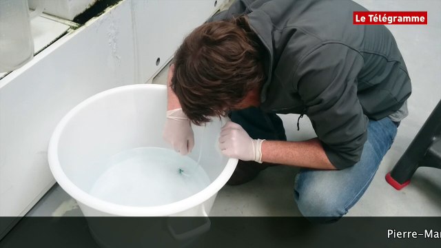 Océanopolis. Une intervention à l'oeil