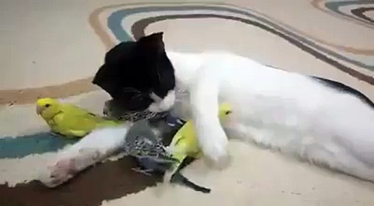 Adorable friendship cat and budgies