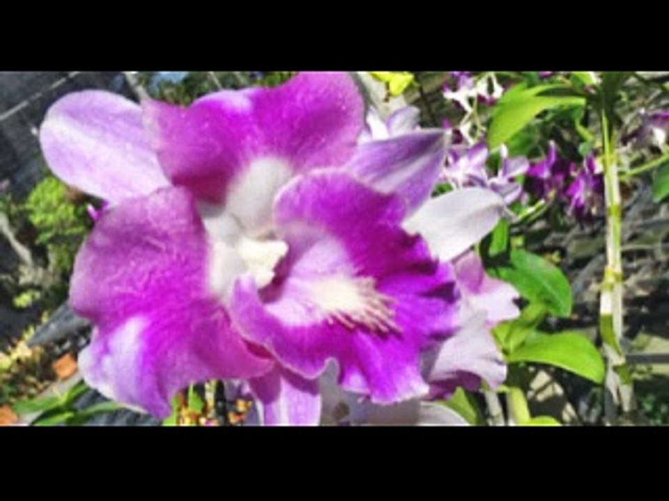 l'élégance des orchidées