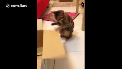 Footage of a cat boxing a box