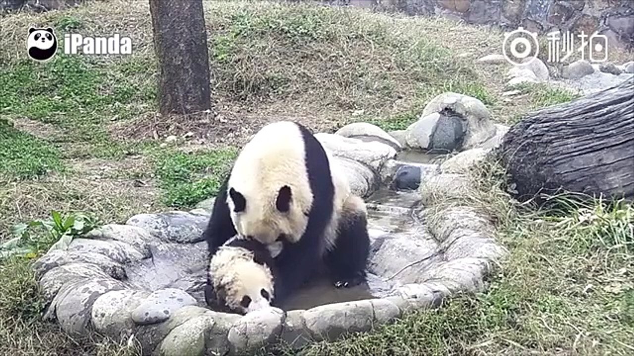 Quand un bébé panda refuse de prendre son bain