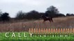 Cally is a 16.1HH Thoroughbred Mare