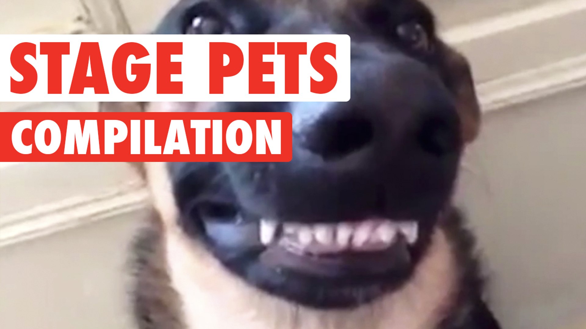 Stage Pets || Funny Pet Compilation