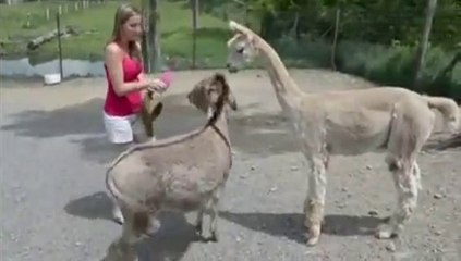 Donkey dont want other come near this girl...hahahah