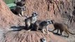 MEERKATS - Seoul Grand Park Zoo