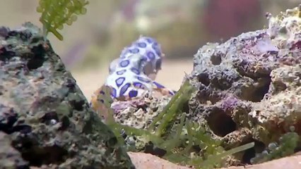 Poisonous-Octopus-Fight