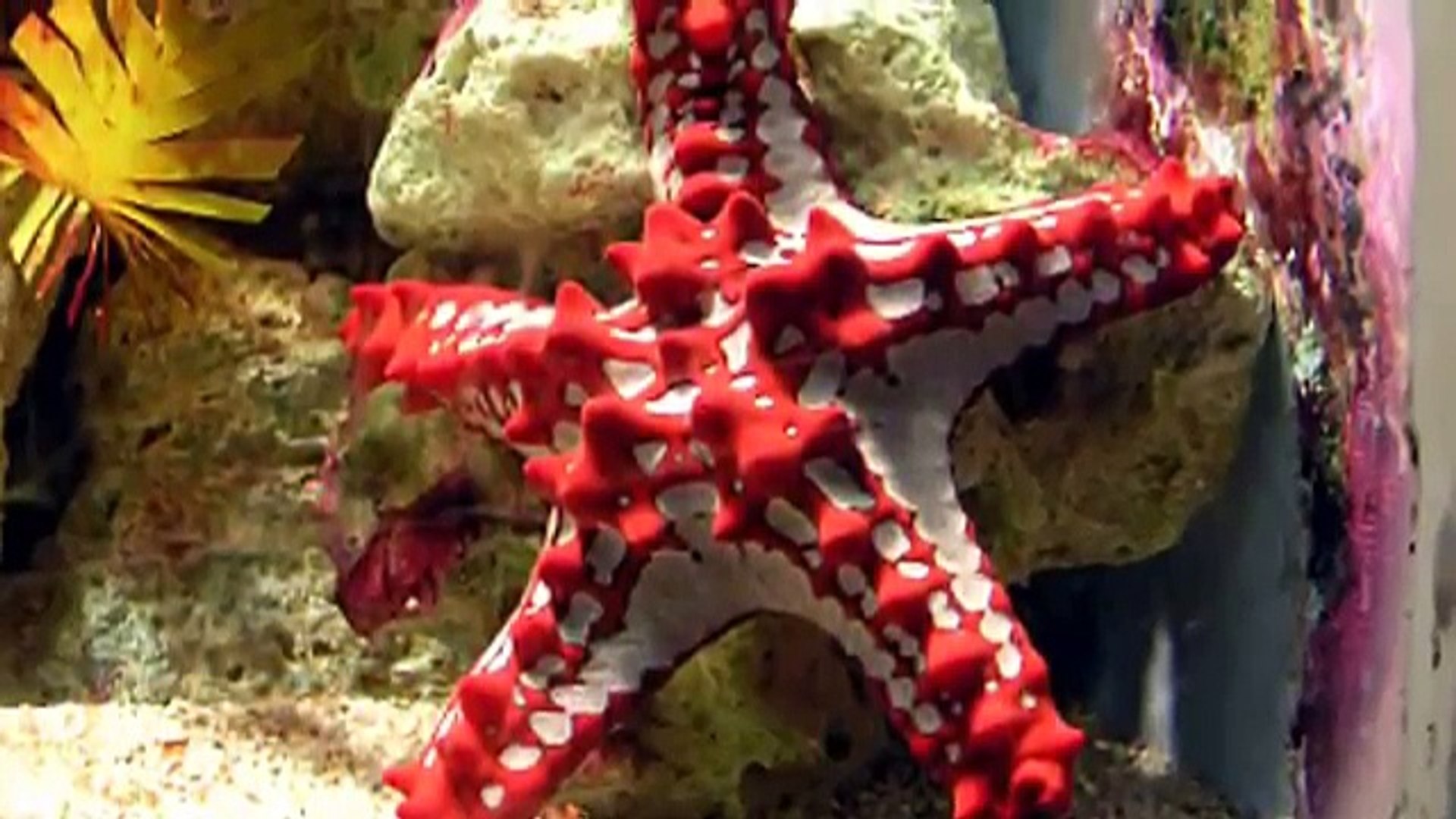 Starfish-facts-11-facts-about-Sea-Stars