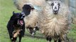 BBC Radio 4 - Farming Today 4Apr16 - dogs shot on farms for worrying livestock