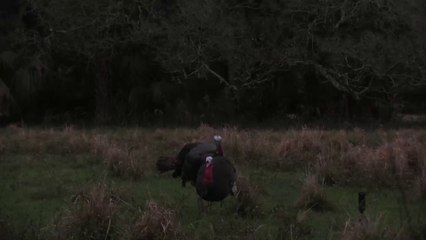 The Snap-Shot Gobbler