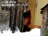 ユーユー、隣りが気になっちゃう☆旭山動物園レッサーパンダ