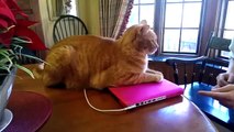 Не трогай мой компьютер. Смешные приколы кошки
