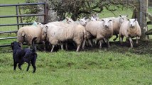 BBC Radio 2 - Jeremy Vine 6Apr16 - farmers shooting dogs