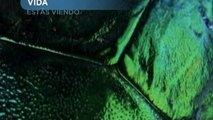DOCUMENTAL VIDA INSECTOS 07 documental completo latino