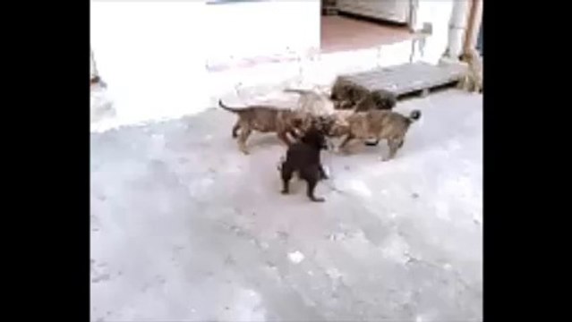 KÖPEK YAVRULARININ YEMEK SAVAŞI - MİNİK KÖPEK YAVRULARININ BÜYÜK MÜCADELESİ - KÖPEK YAVRULARI - YAVRU KÖPEKLER - KÖPEK YAVRULARI - TATLI KÖPEK YAVRULARI