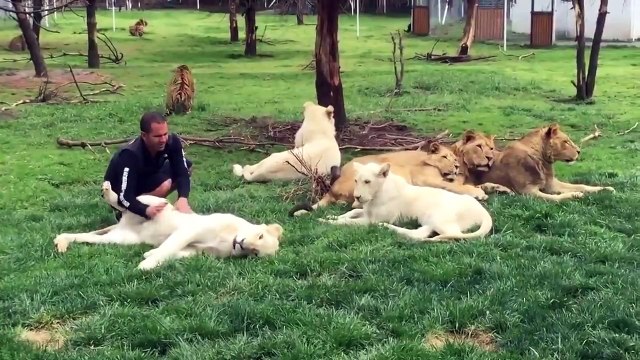 Страшно то как! Тигр защитил человека от нападения ягуара