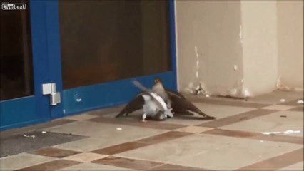 Hawk vs Pigeon WATCH NATURE!