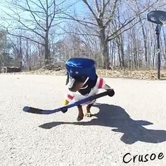 Perros "jugando" hockey se vuelven viral