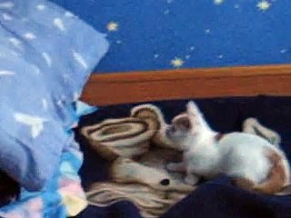 Kota Attack: What You Need to Know