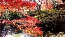 Good bye Autumn leaves Rikugien　GardensTokyo　Japan　 六義園紅葉舞い散る
