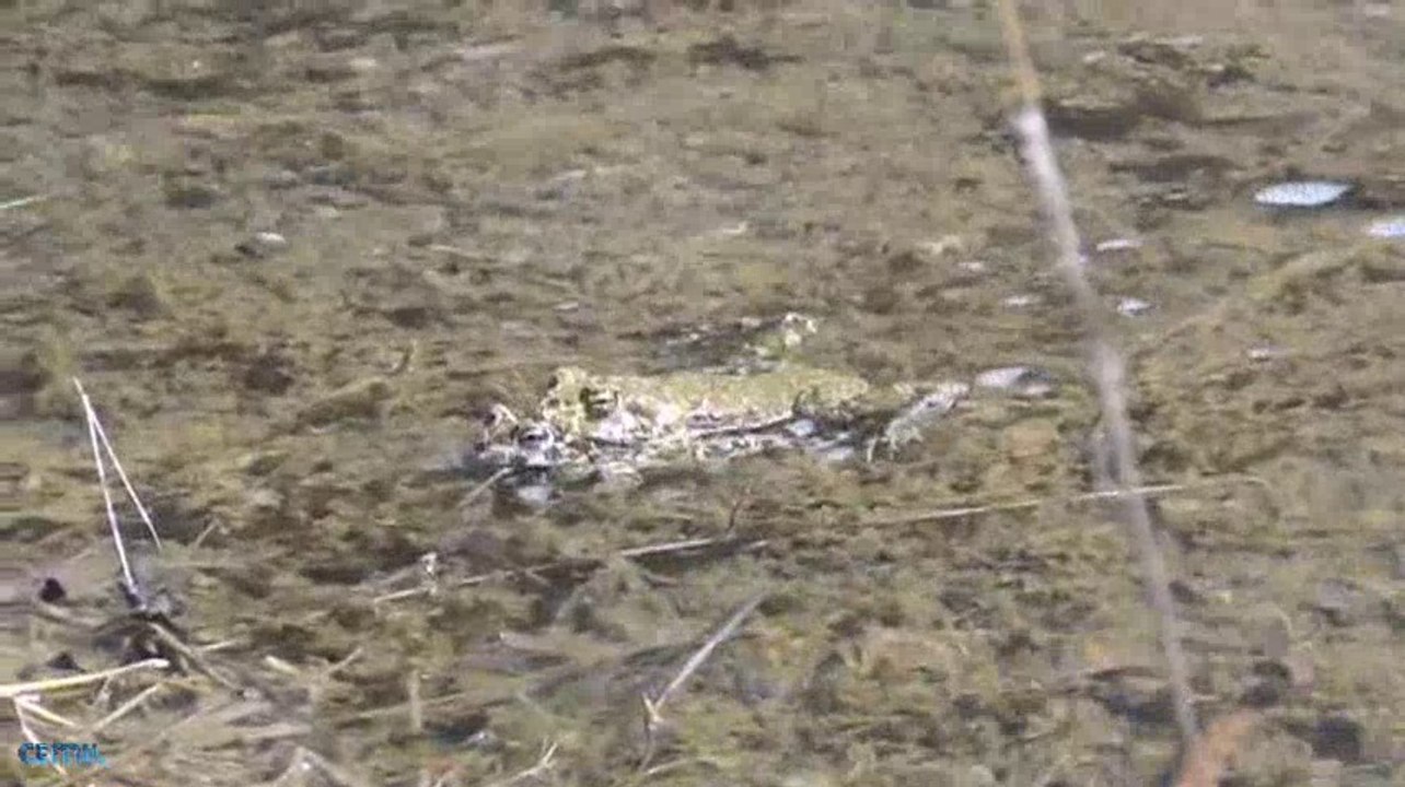 Yeşil Kurbağa - Kurbağa sesi