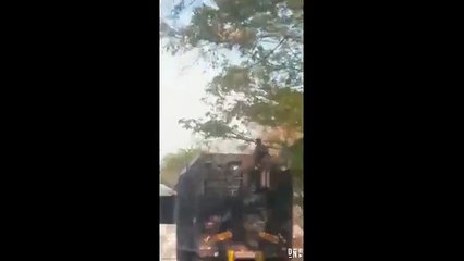 Un voleur monte sur un camion en marche pour prendre des poulets !