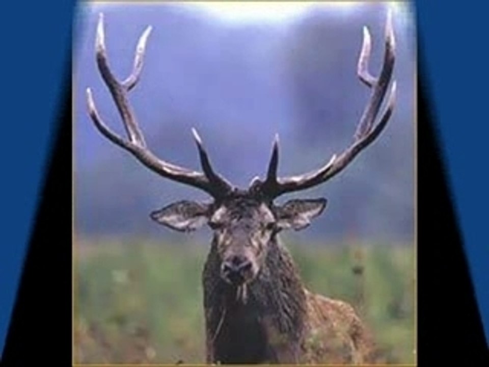 Les chasseurs de l'Ecluse