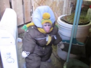 Comment un singe fait-il pour sortir quand il neige Il met une doudoune !