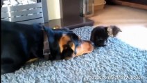 Ce chien est vraiment tenace, il veut coûte que coûte se lier d'amitié avec le chat, regardez la réaction de celui-ci