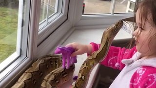 Une enfant de 3 ans fait un câlin à un Python de plus de 2 mètres