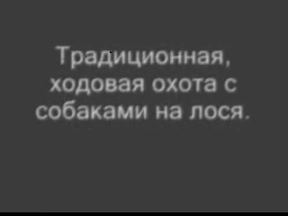 АКИТА МАТАГИ КЭН _ AKITA MATAGI KEN _ アキタマタギケン _ охота на лося