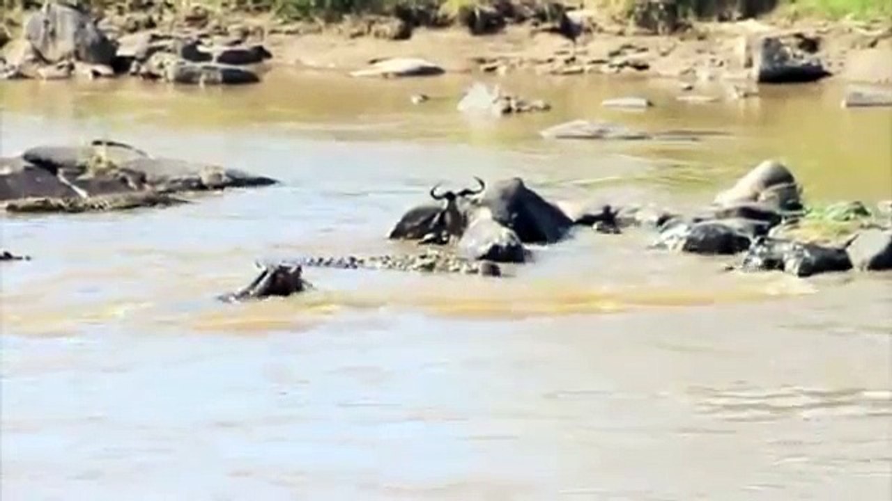 فرس النهر يفشل في انقاذ جاموسة من التمساح