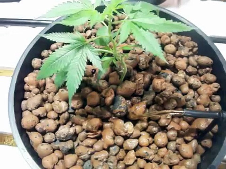 OG x Master gets a drink