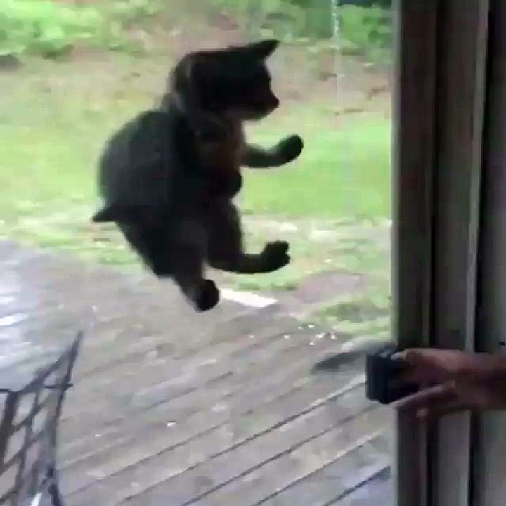 Funny Videos -Must Watch 2016