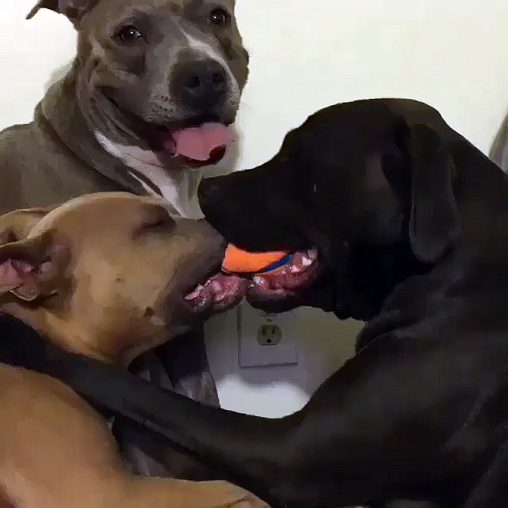 Funny Videos -Must Watch 2016