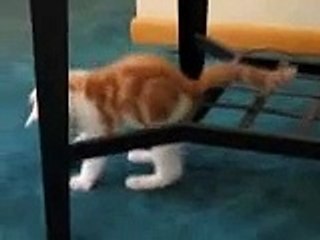 cute kitten with bad balance (dumb but funny cat)