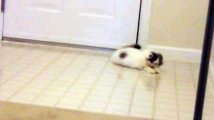 Funny Kitten tries to Catch own Reflection