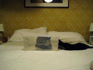 Kitten attempts to defeat cat s plastic fortress