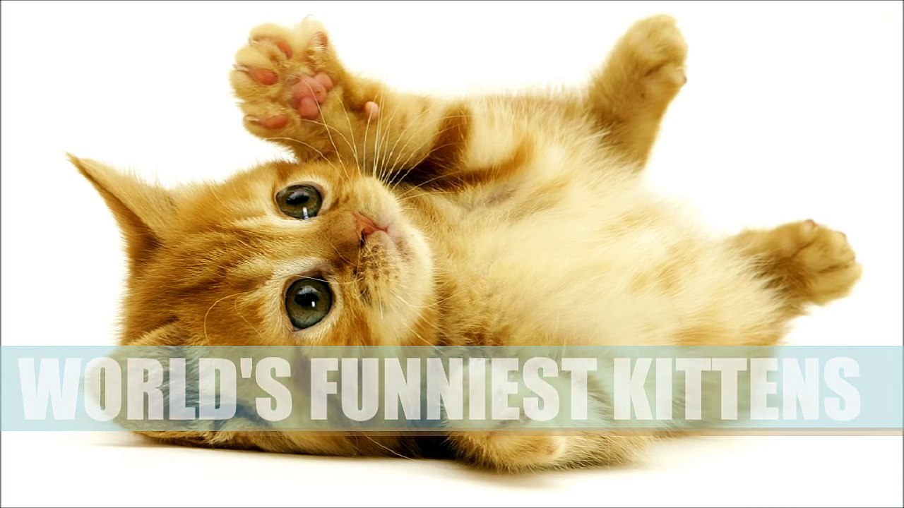 WORLD S FUNNIEST KITTENS