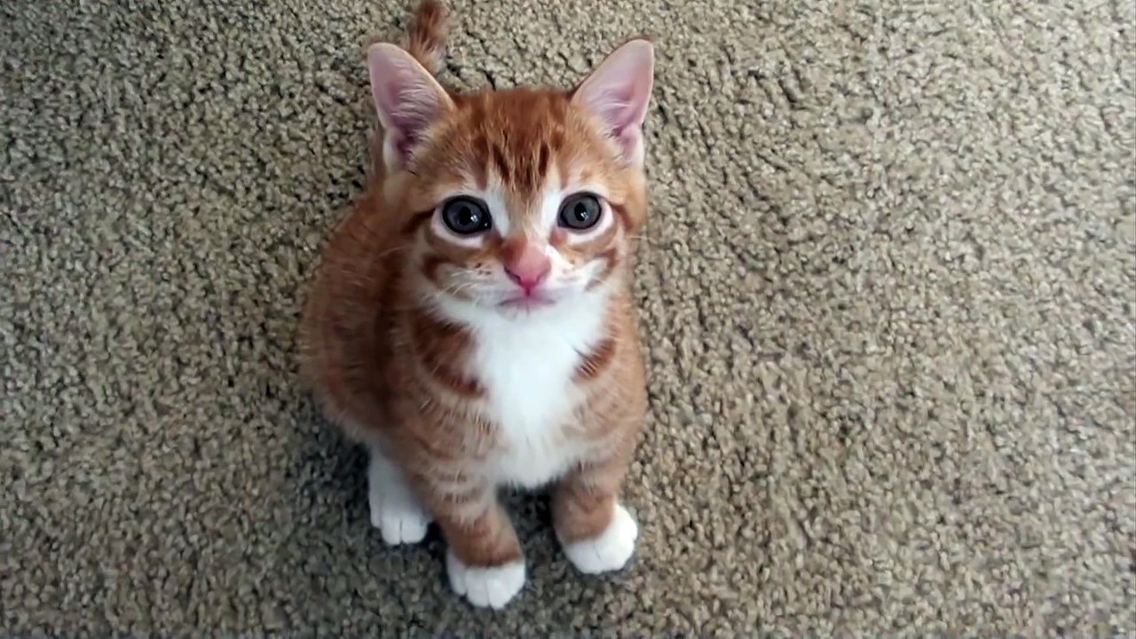 Smart Kitten Talks to Owner!