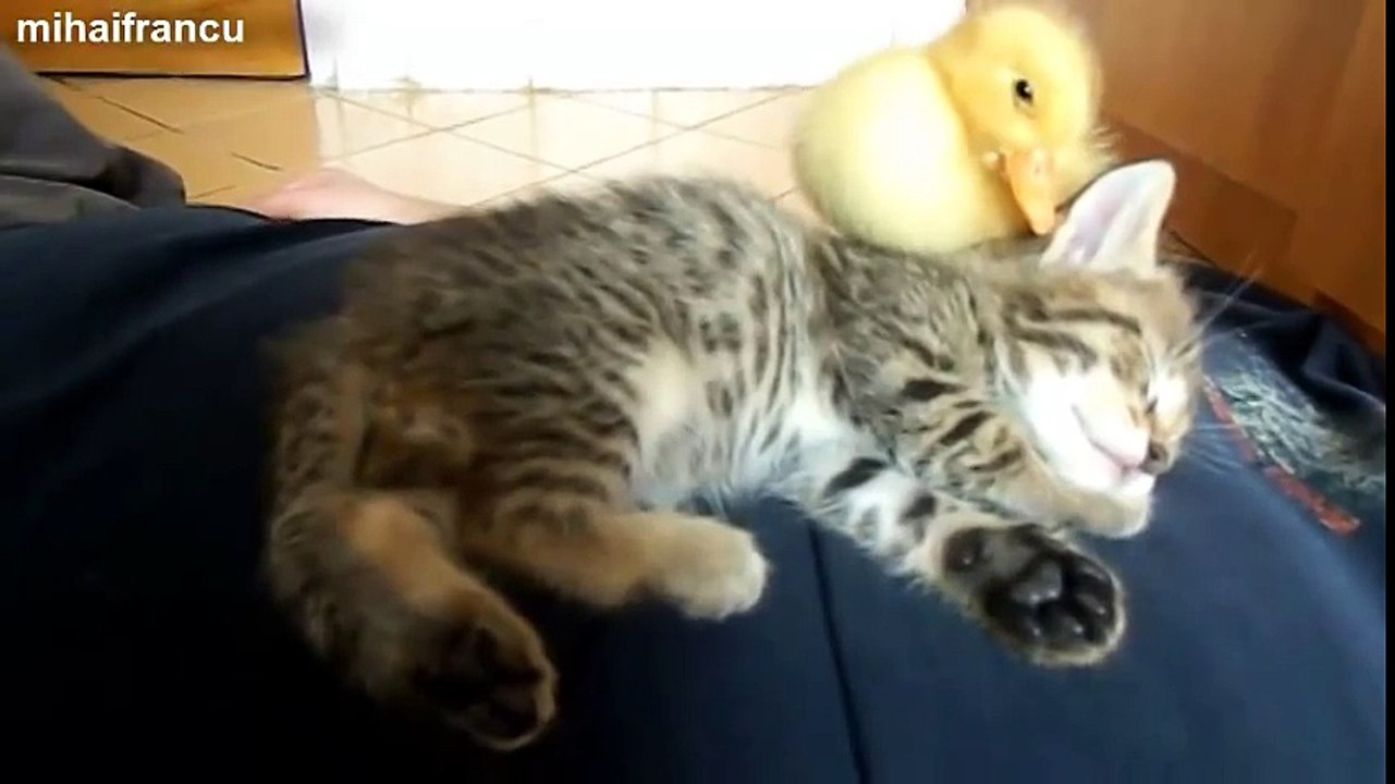 My Cute Duckling And Kitten Sleeping Together [ORIGINAL]