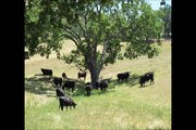 Will Ingram discusses his Cow and calf copper strategy.Black Angus cows. Red Angus