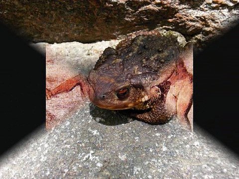 BRUJAS CRIOLLAS - POEMA DE VERANO BRISAS