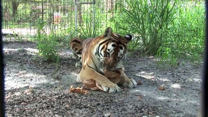 WATCH: Leopards, tigers and lions try catnip for the first time…hilarious!