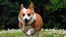 Ask a Vet - Should I worry if my pet is overweight?