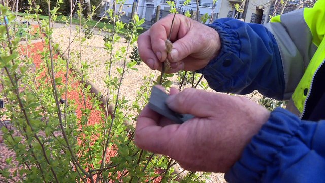 Pollens : appelez les sentinelles