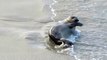 Itchy Baby Seal Riding the Waves・Silly Little Pugs Dog Crazy Dogs Video・TOP Funny Animals