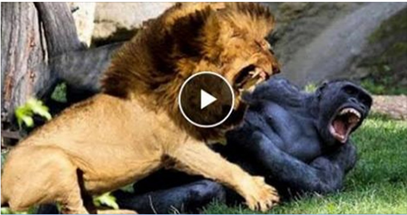Lion Attacks On King Kong.